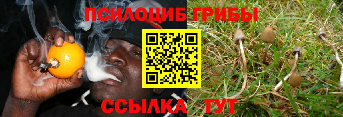 Псилоцибиновые грибы мицелий Красноармейск